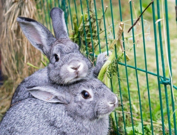 klein chinchilla konijn, Meerdere dieren, Middelgroot, 0 tot 2 jaar
