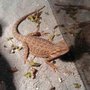 Pogona viticeps Bearded Dragon photo 6