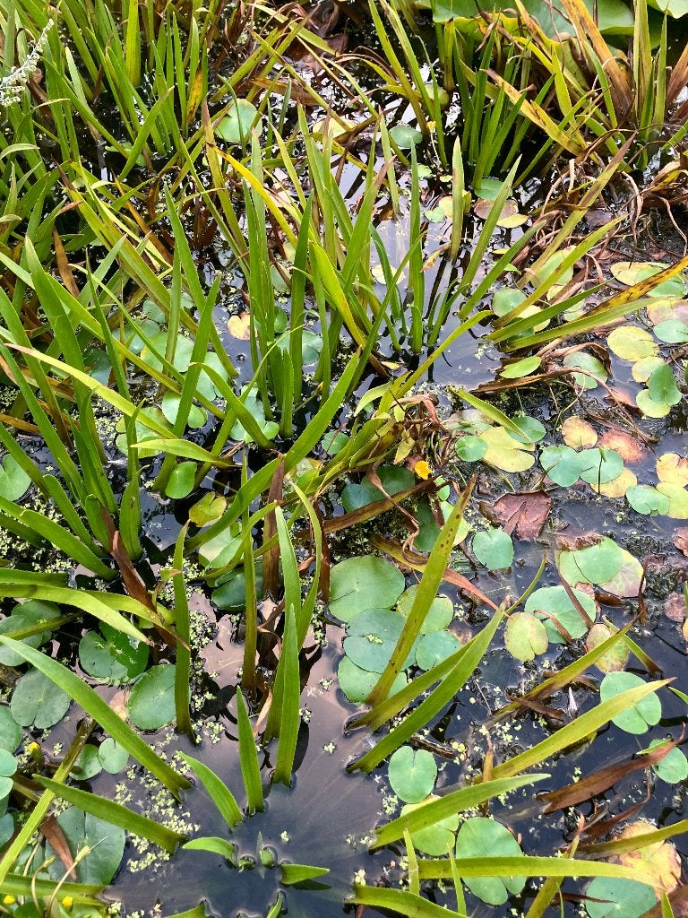 Krabbescheer, Tuin en Terras, Ophalen, Nieuw