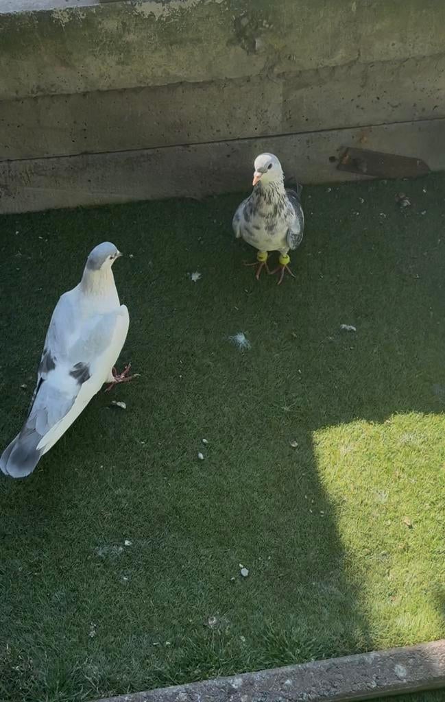 Afghaanse Duiven, Meerdere dieren, Postduif