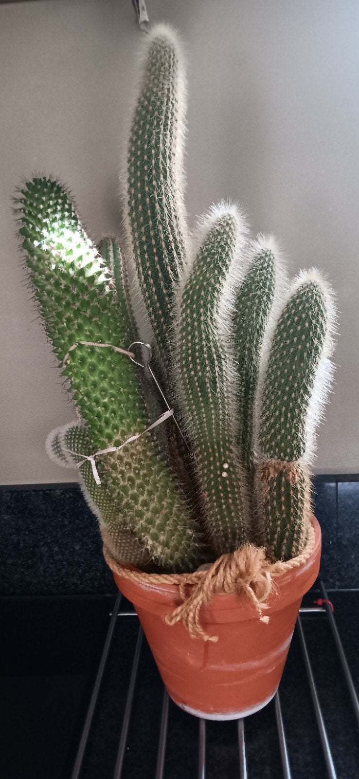 Cactussen totale hoogte 62cm, Ophalen, In pot, Halfschaduw, Minder dan 100 cm