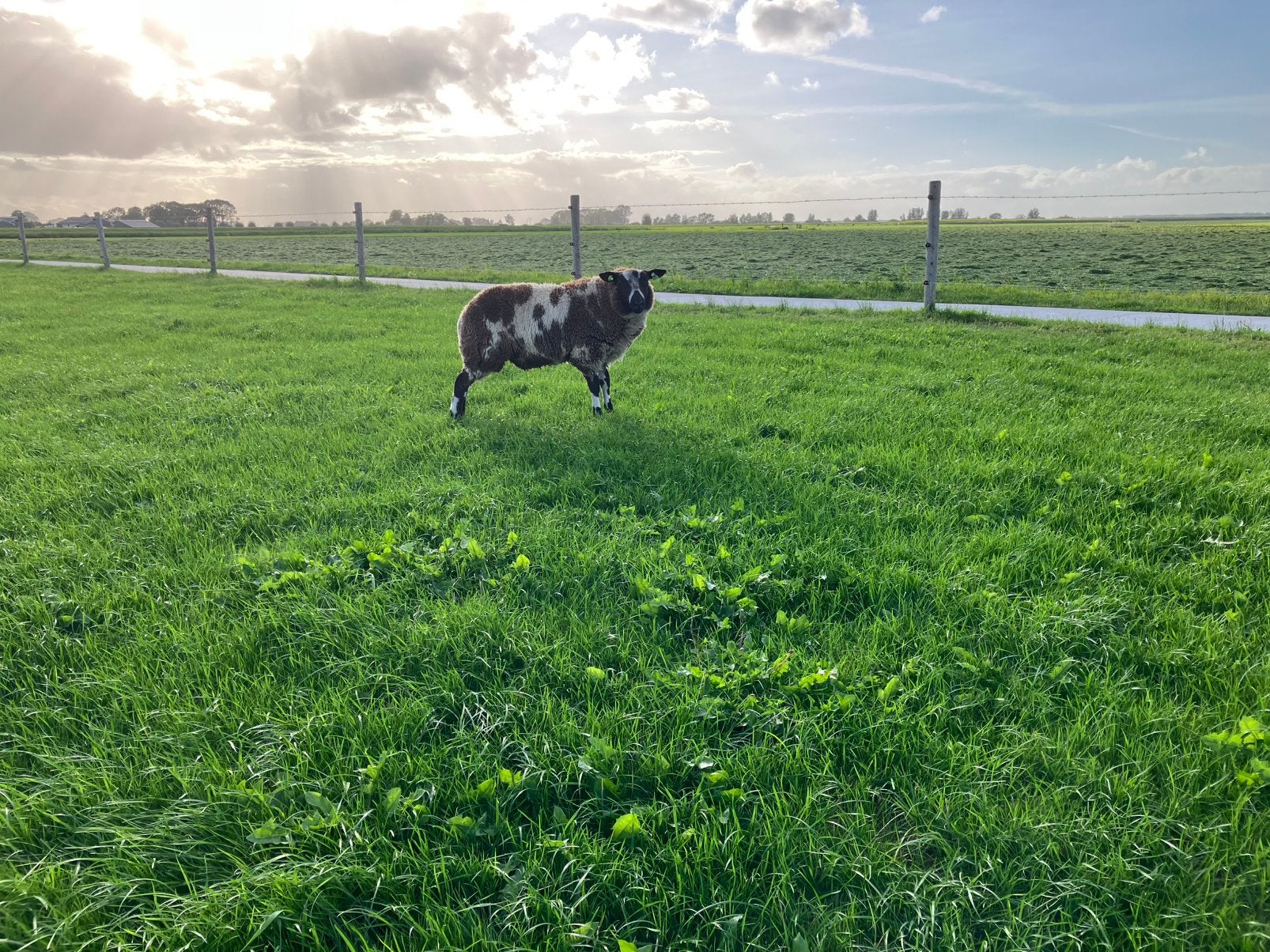 Te koop luxe Bonte dekram, Mannelijk, Schaap