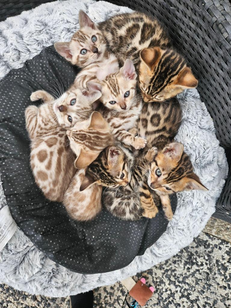 Bengaalse kittens, Dieren en Toebehoren, Katten en Kittens | Overige Katten, Meerdere dieren