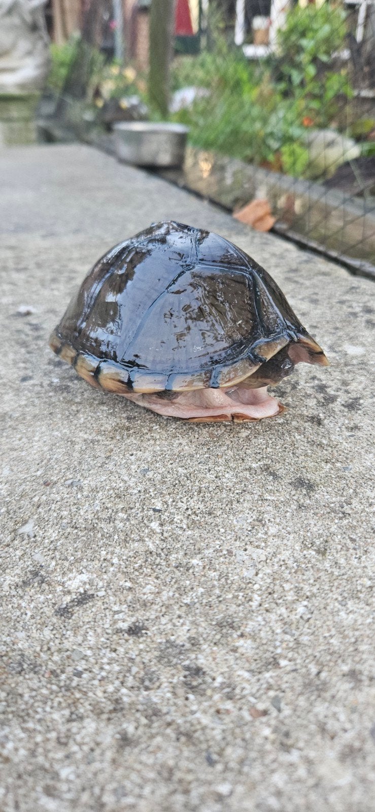 gekielde muskusschildpad, Schildpad, 3 tot 6 jaar