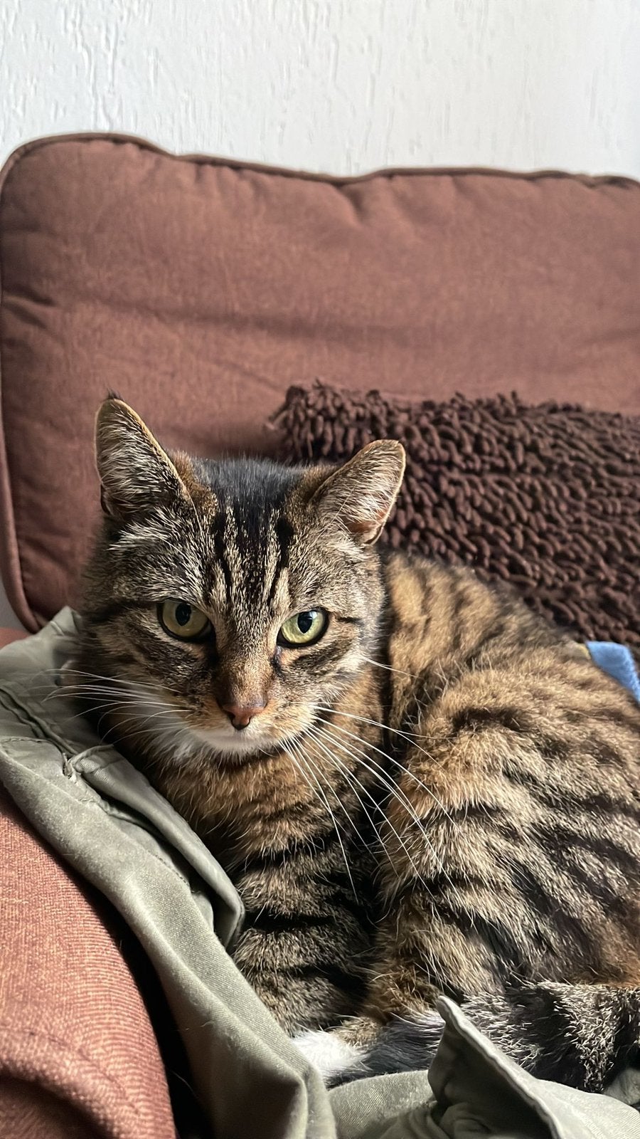 europese korthaar volwassenen poes, Poes, Gechipt