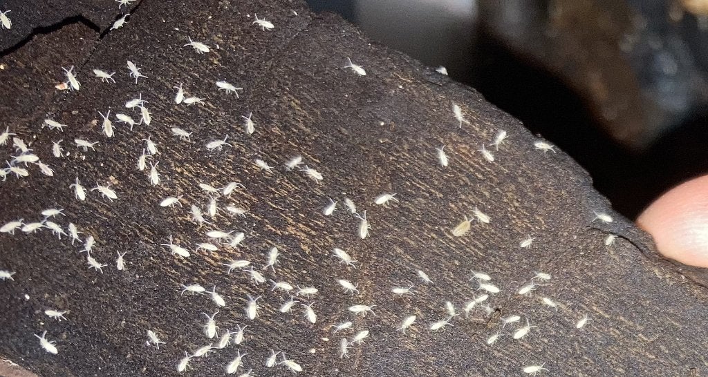 Sprintstaartjes/ Springtails, Overige soorten