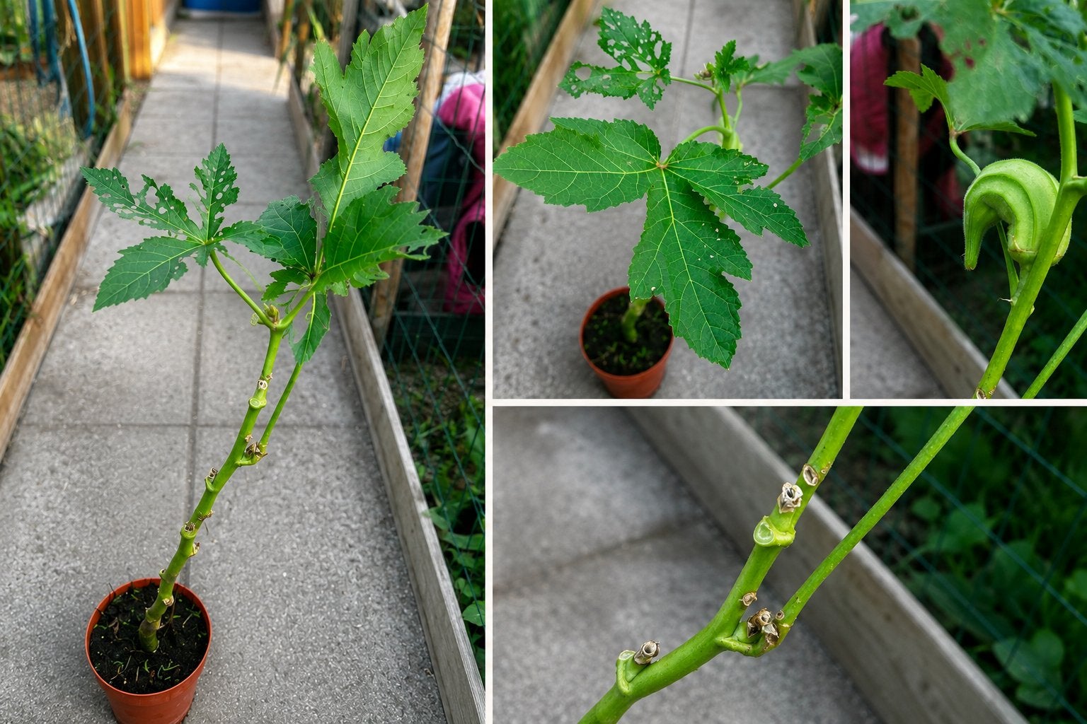 Biologische okra plant – gezonde sterke plant, Ophalen, Volle zon, Groenteplanten, Eenjarig