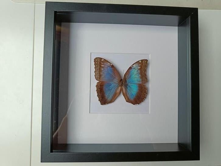 Opgezette vlinder in lijst - Blauwe Morpho, Ophalen of Verzenden, Zo goed als nieuw, Insect, Opgezet dier
