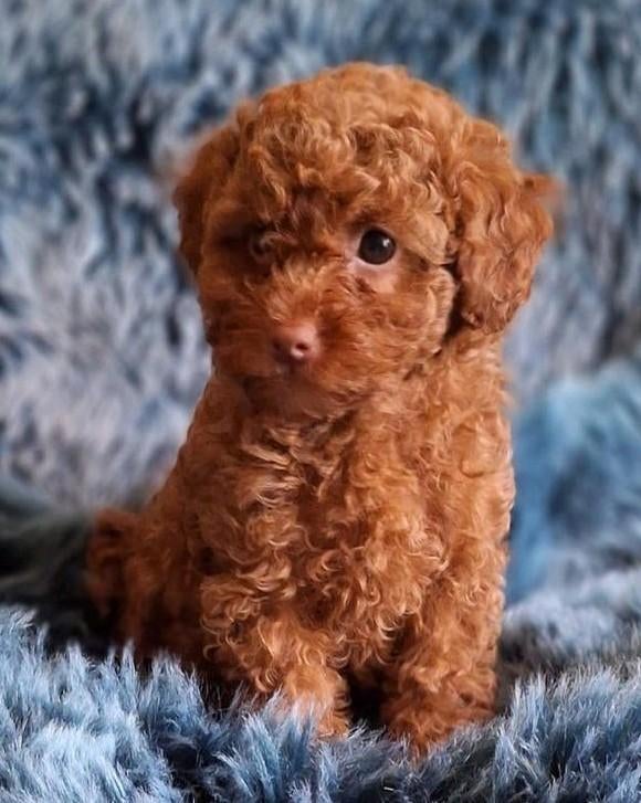 Lief..Mini Raszuiver Rood Toypoedel Pupje💙Mag Verhuizen, Dieren en Toebehoren, Poedel, Parvo, Reu, 8 tot 15 weken