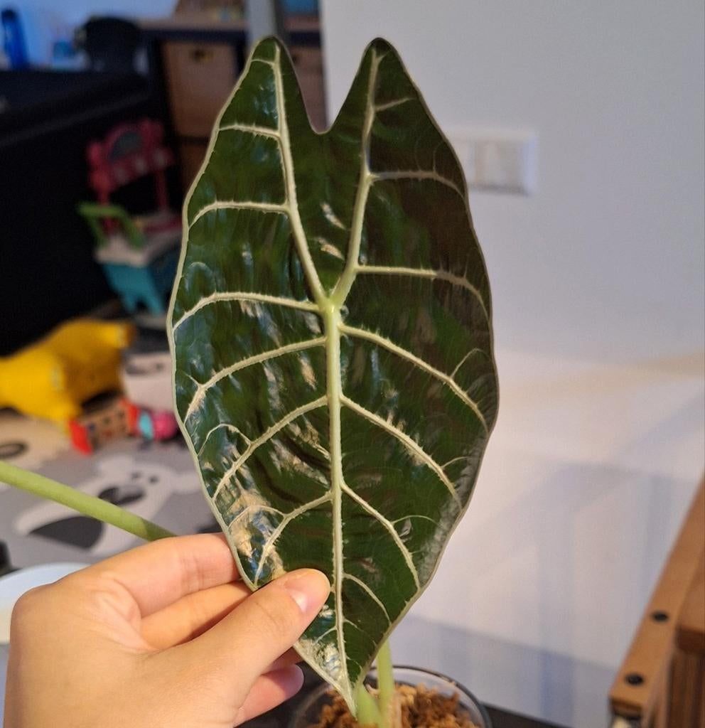 Verschillende Alocasia knollen te koop, Ophalen of Verzenden, Halfschaduw, Minder dan 100 cm