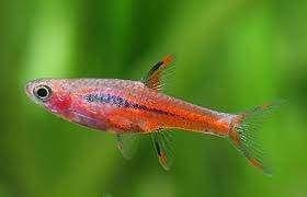 Boraras brigittae - Chili Rasbora - Koidream Valburg, Dieren en Toebehoren, Vis, Zoetwatervis