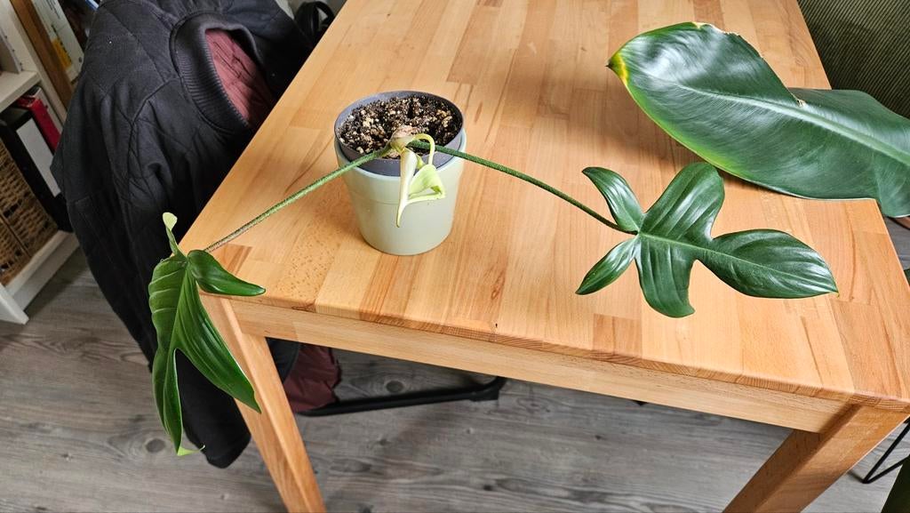 Philodendron Florida Ghost, Huis en Inrichting, Kamerplanten, Ophalen, Halfschaduw, Minder dan 100 cm