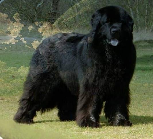 Newfoundlander dekreu beschikbaar voor passende teven, Parvo, 6 jaar of ouder, Meerdere, Nederland