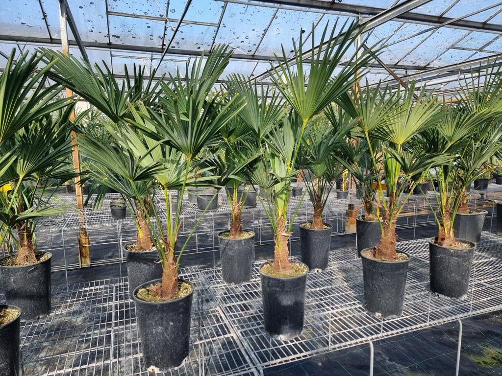 Trachycarpus wagnerianus winterharde palmboom, Tuin en Terras, Planten | Tuinplanten, Ophalen, Overige soorten, Volle zon