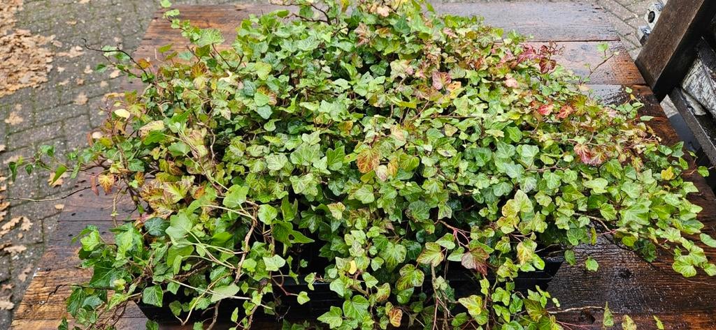 Hedera,  klimop, bodem bedekker, klein blad, mooi, Ophalen, Bloeit niet, Klimplanten, Halfschaduw