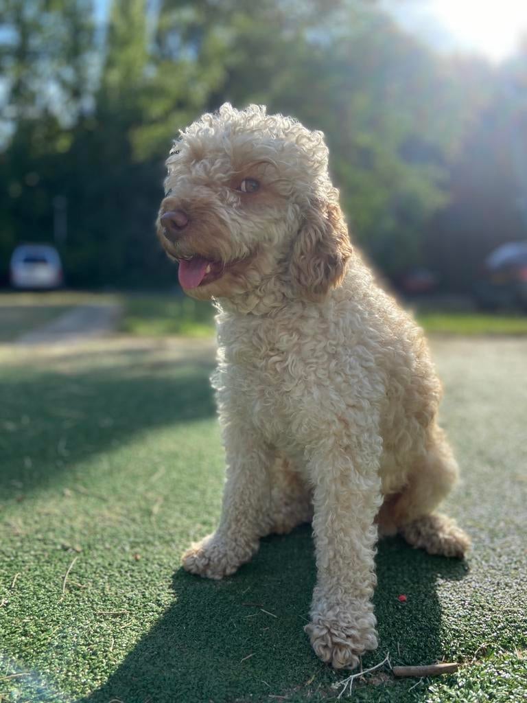 Dekreu mini poedel, dwergpoedel, Dieren en Toebehoren, Reu, 1 tot 2 jaar, Parvo, Eén hond