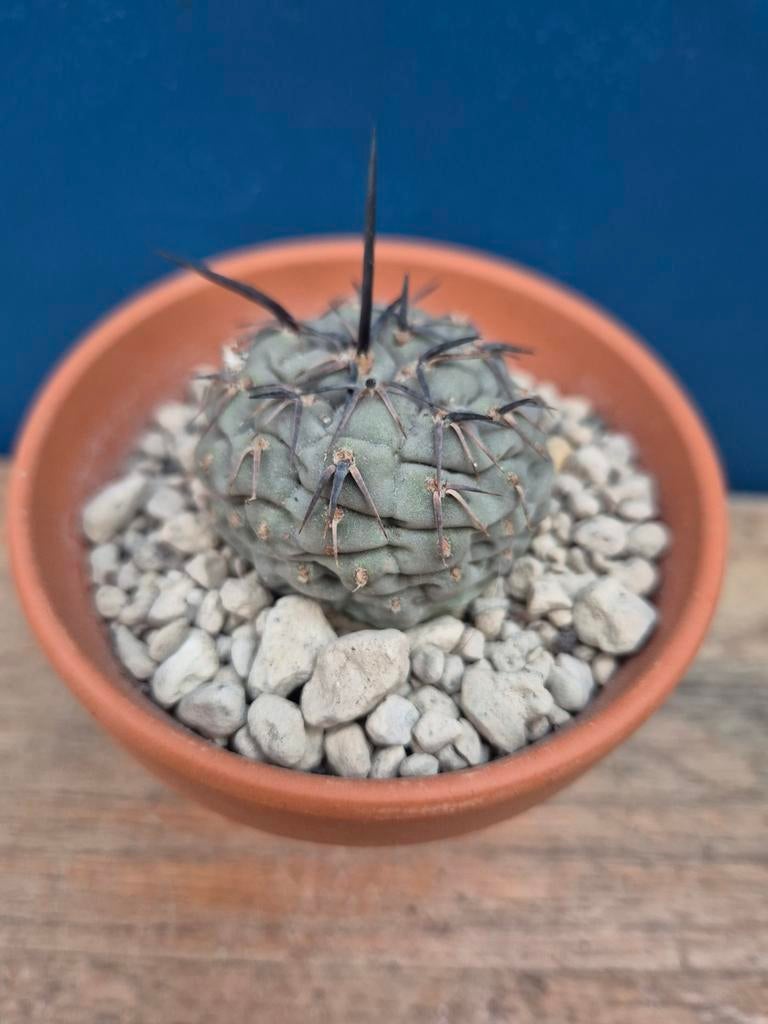 Tephrocactus Geometricus p7, Ophalen of Verzenden, Halfschaduw, Minder dan 100 cm