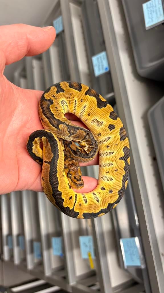 0.1 special leopard clown ball python