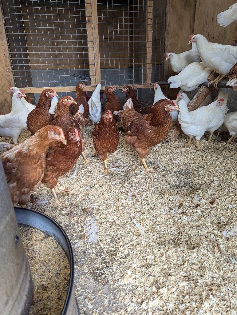 jonge legkippen, Vrouwelijk, Kip