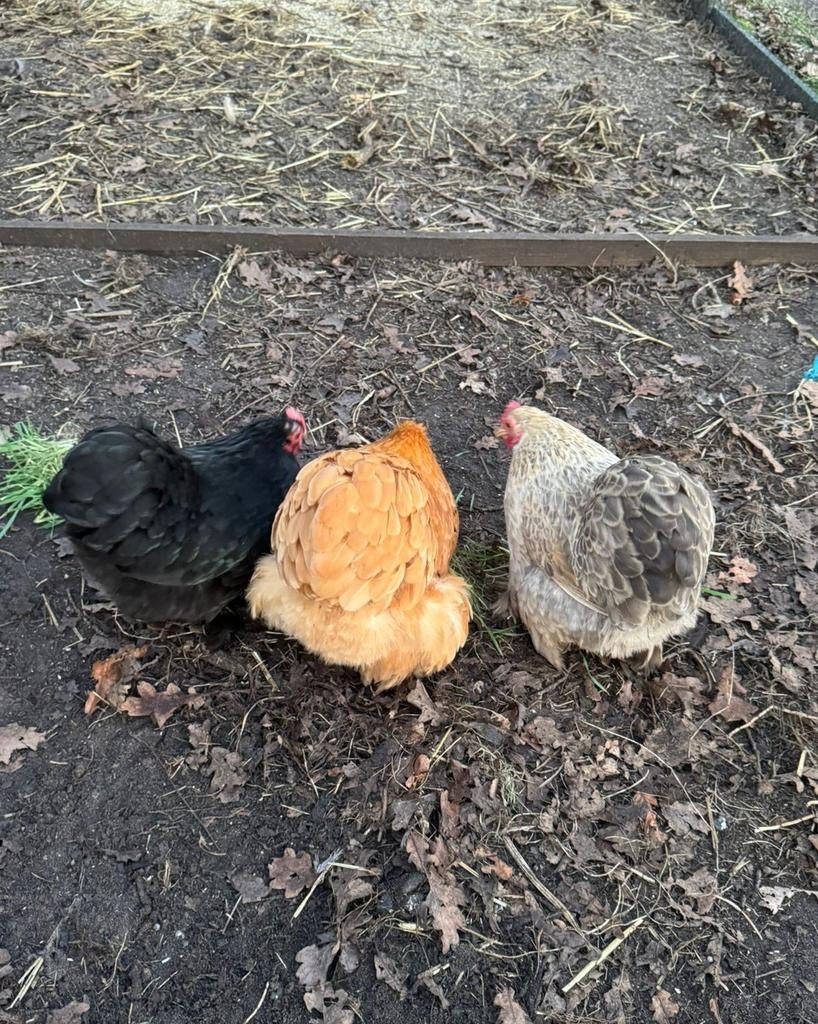 Broedeieren Cochin kriel, Dieren en Toebehoren, Geslacht onbekend, Kip