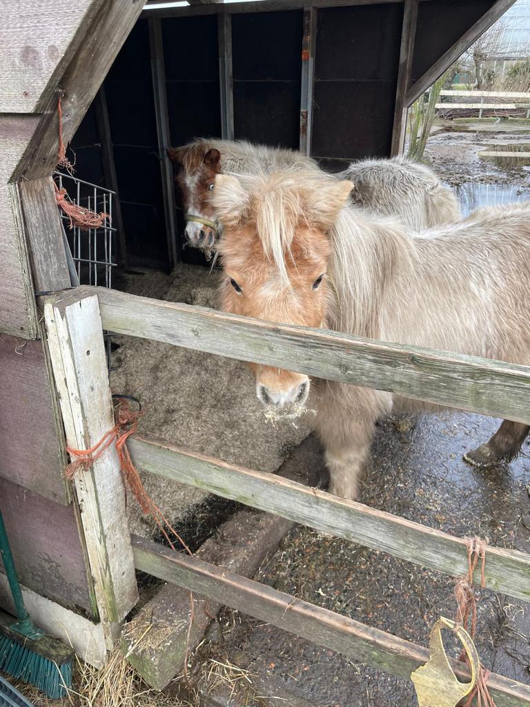Gratis ponies verzorgen, Dieren en Toebehoren, Paarden en Pony's | Overige Paardenspullen, Ophalen of Verzenden