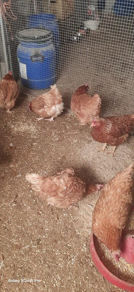Oudere kippen ., Dieren en Toebehoren, Pluimvee, Vrouwelijk, Kip