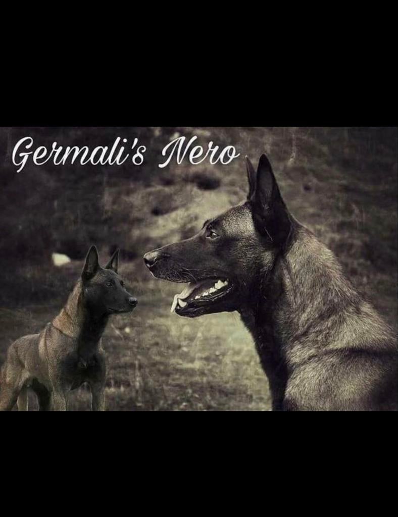 Mechelse herder pup 2  reu klaar voor vertrek!, Dieren en Toebehoren, HCC (leverziekte), Overige rassen, 8 tot 15 weken, Meerdere