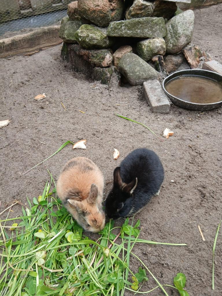 Jonge konijnen, Dieren en Toebehoren, Konijnen, Meerdere dieren, Middelgroot