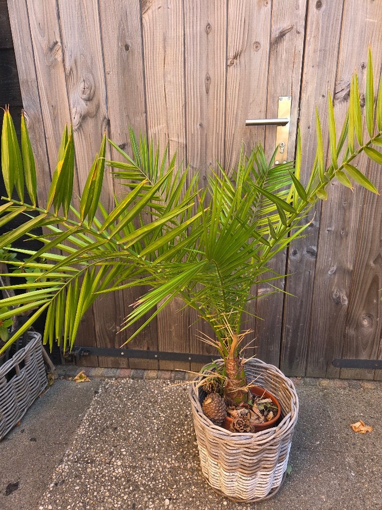 Palm - Phoenix Canariensis, Volle zon, Vaste plant, Bloeit niet, Ophalen