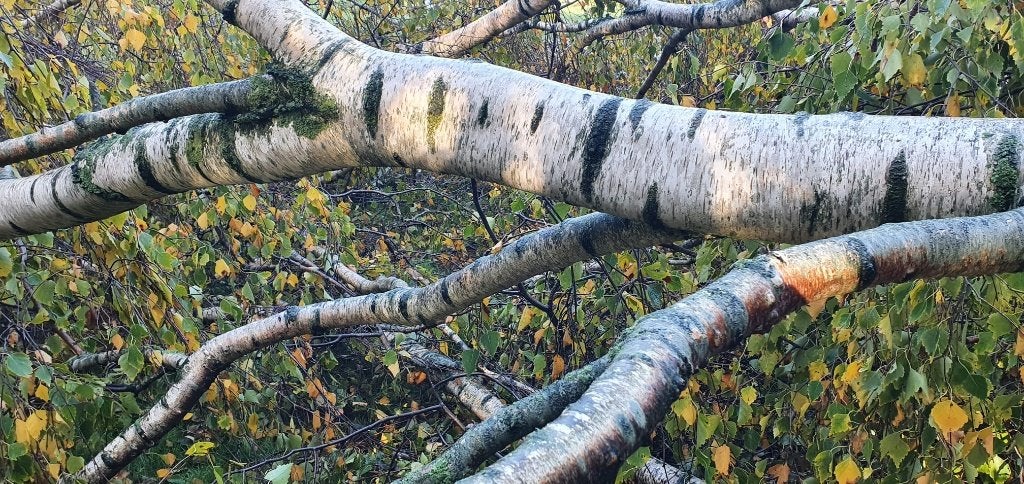 Berken hout, 3 tot 6 m³, Ophalen, Berkenhout, Stammen