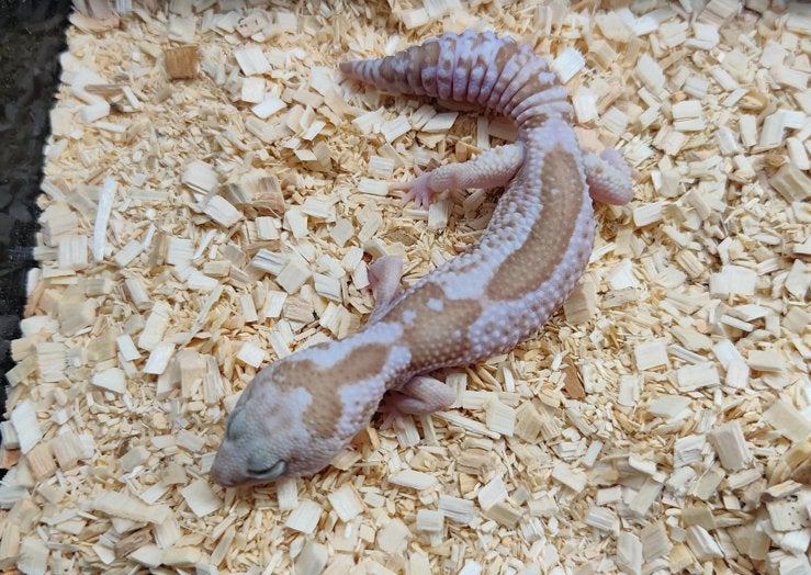 Vetstaartgekko 1.1, Hagedis, Met terrarium, 0 tot 2 jaar