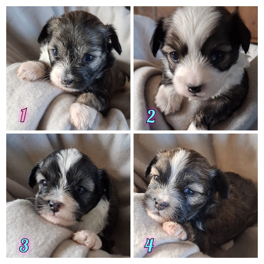 Prachtige Powderpuff-puppy's zoeken een liefdevol thuis!, Dieren en Toebehoren, Overige rassen, 8 tot 15 weken, Meerdere, Meerdere dieren