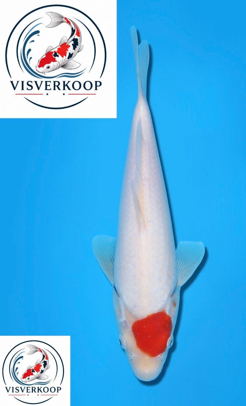 Koi Tancho., Karper of Koi