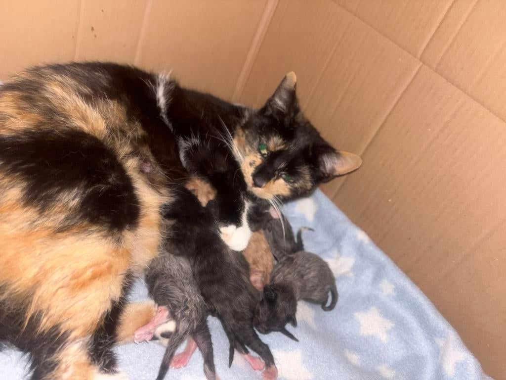 Kittens geboren 4-5-2026