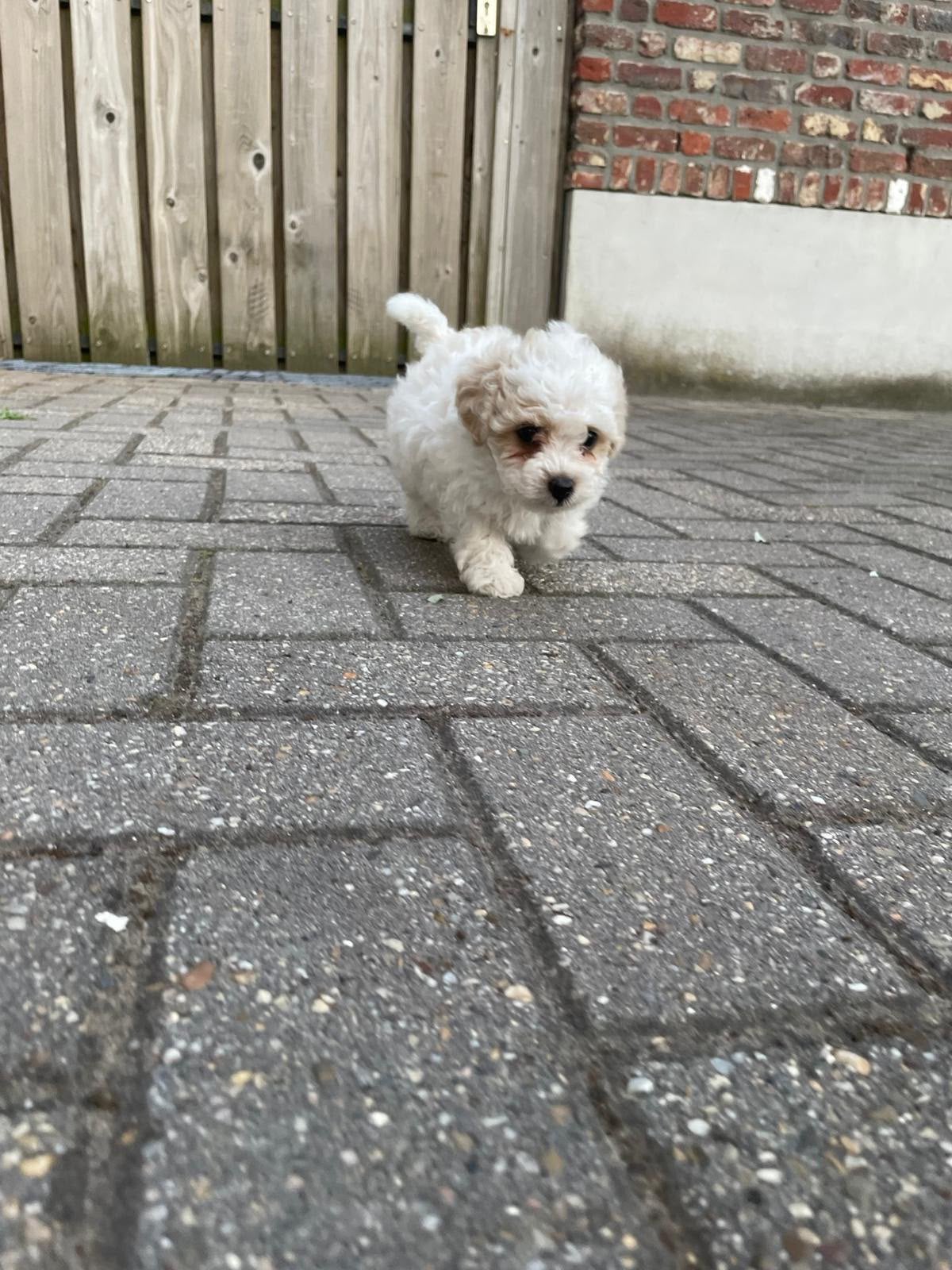 Maltipoo pup, Dieren en Toebehoren, Honden | Chihuahua's en Gezelschapshonden, Parvo, 8 tot 15 weken, Eén hond, Nederland