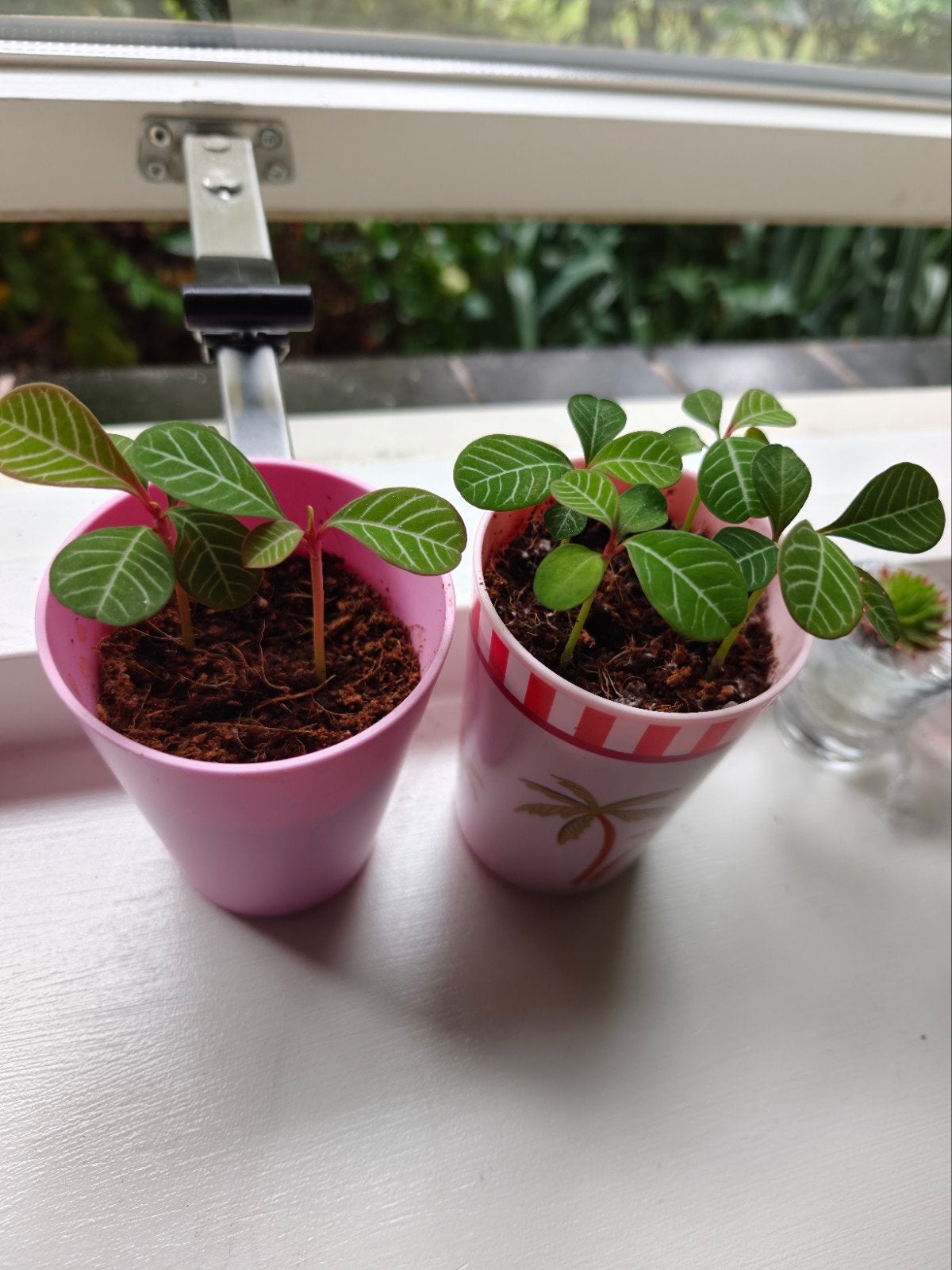Madagaskar Jewel plant stekjes, Huis en Inrichting, Ophalen, Halfschaduw, Minder dan 100 cm