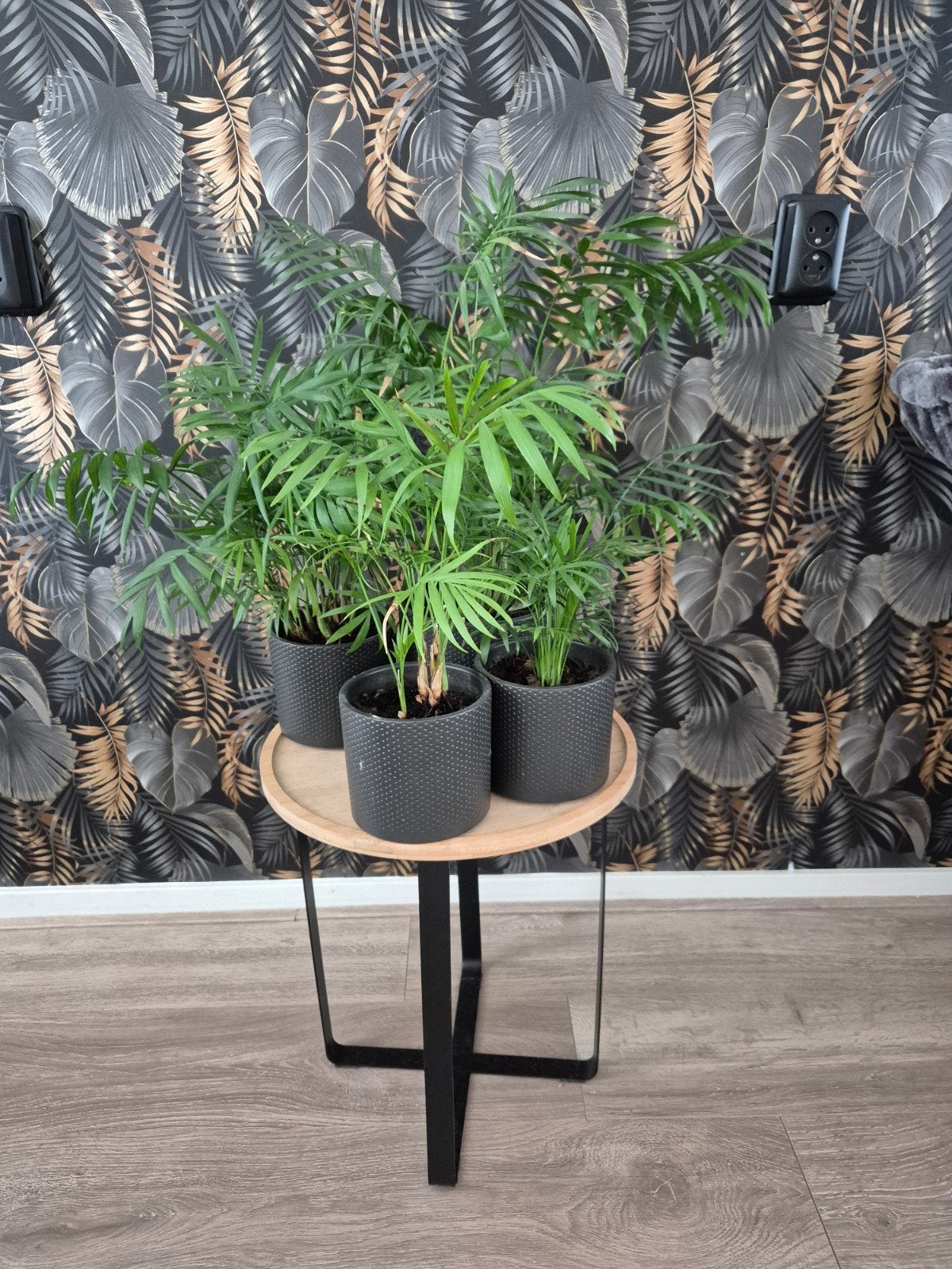 4 Palmen in pot, Ophalen, Palm, Halfschaduw, In pot