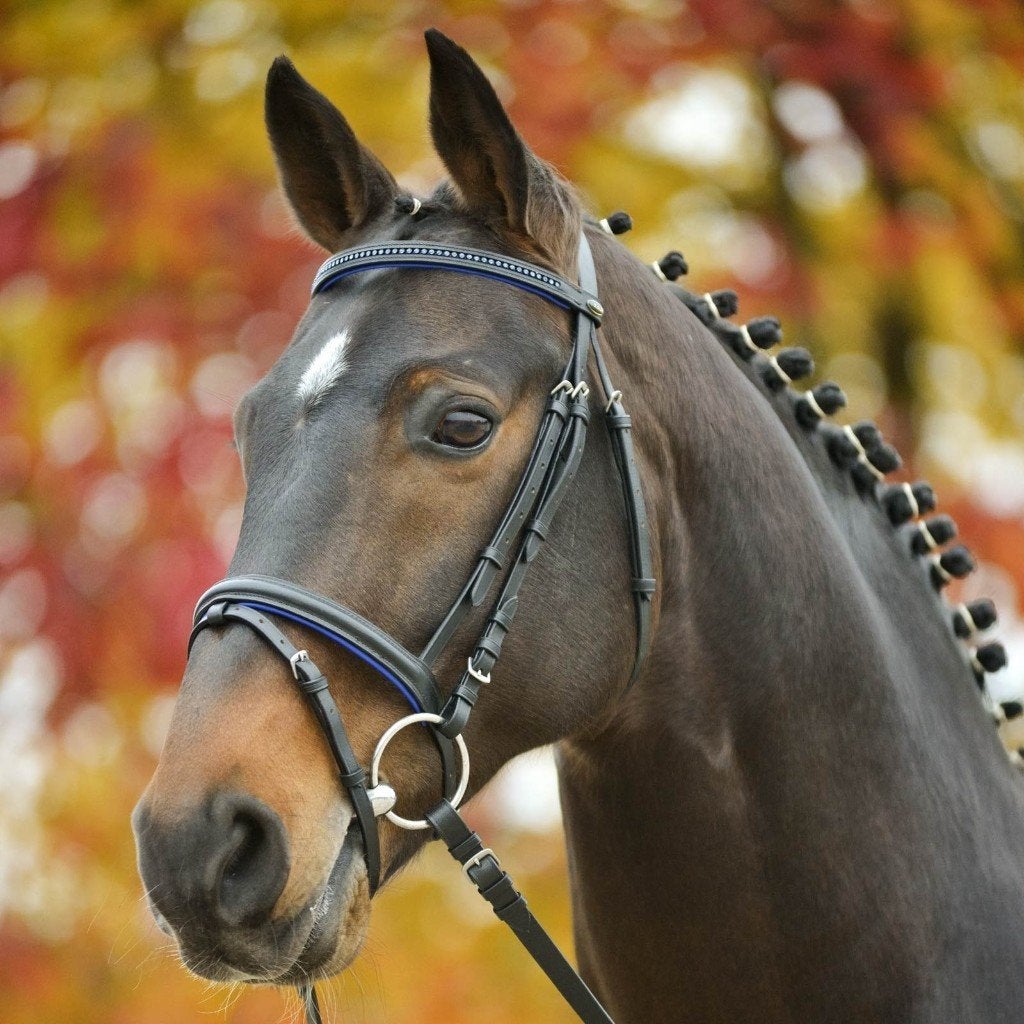 Nieuw Star Diamond hoofdstel Zwart/Blauw maat pony of Full, ., Nieuw, Ophalen of Verzenden, .