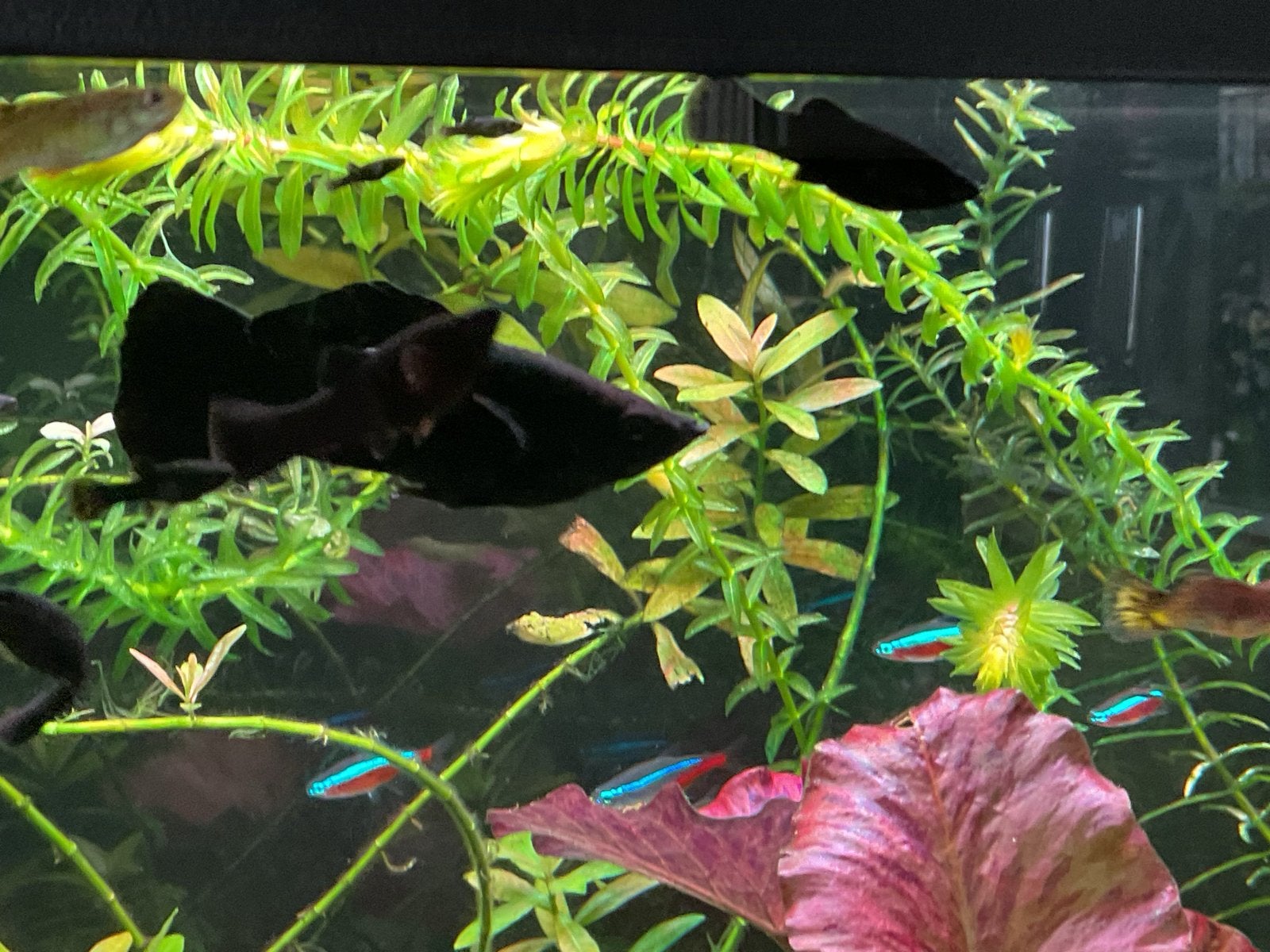 Black molly vissen te koop, Dieren en Toebehoren, Vis