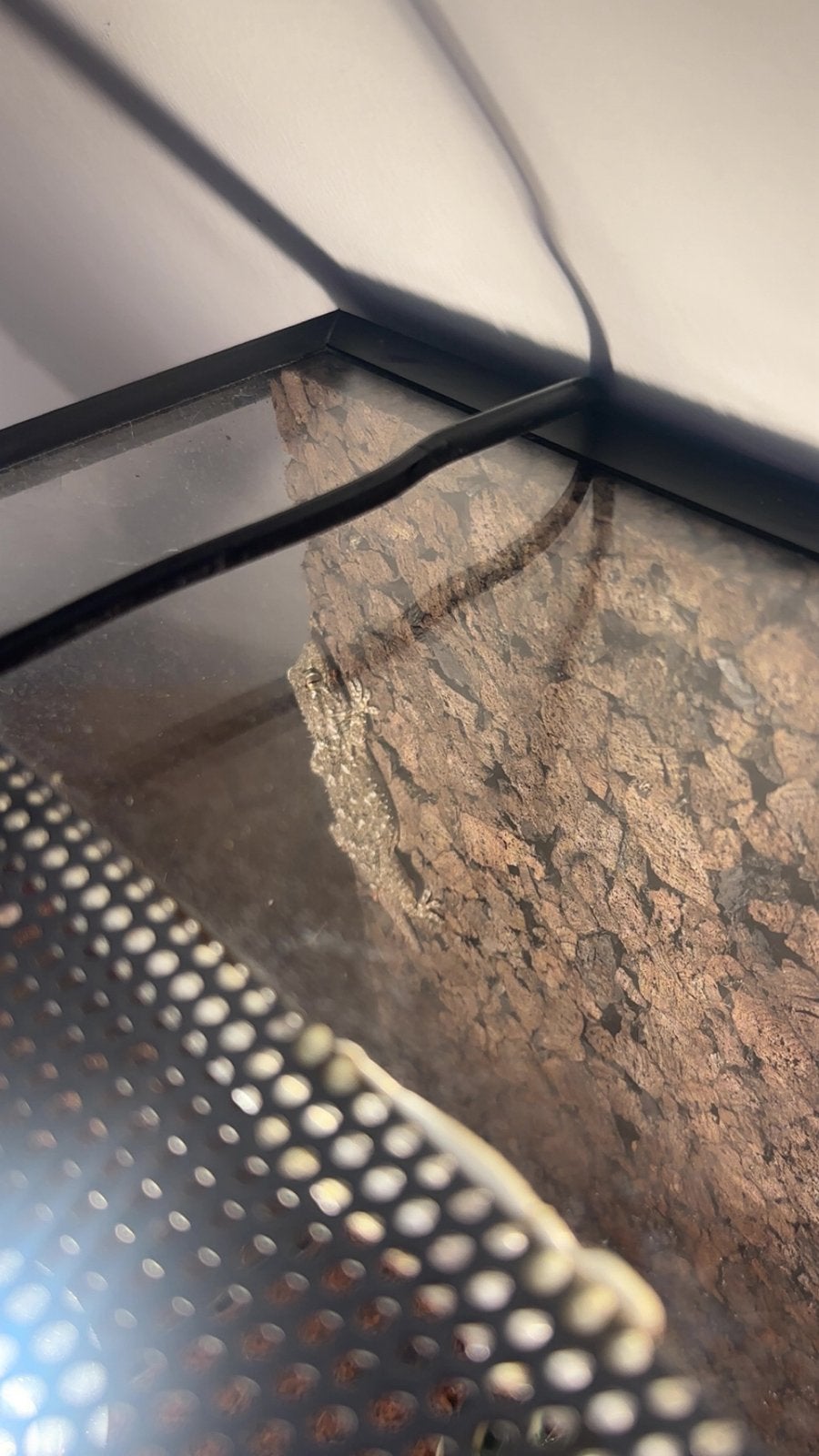 Muur gekko, Ophalen of Verzenden, Zo goed als nieuw