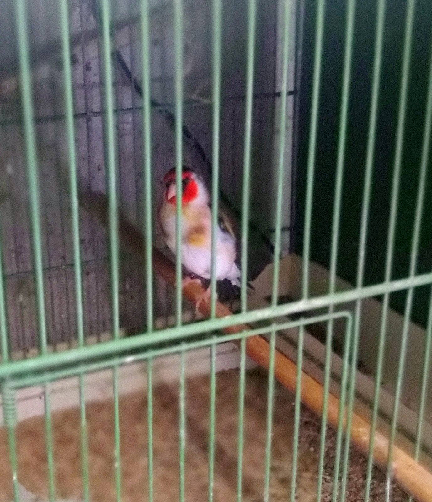 Koppel majoor putters, Dieren en Toebehoren, Vogels | Overige Vogels, Meerdere dieren, Wildzangvogel, Geringd