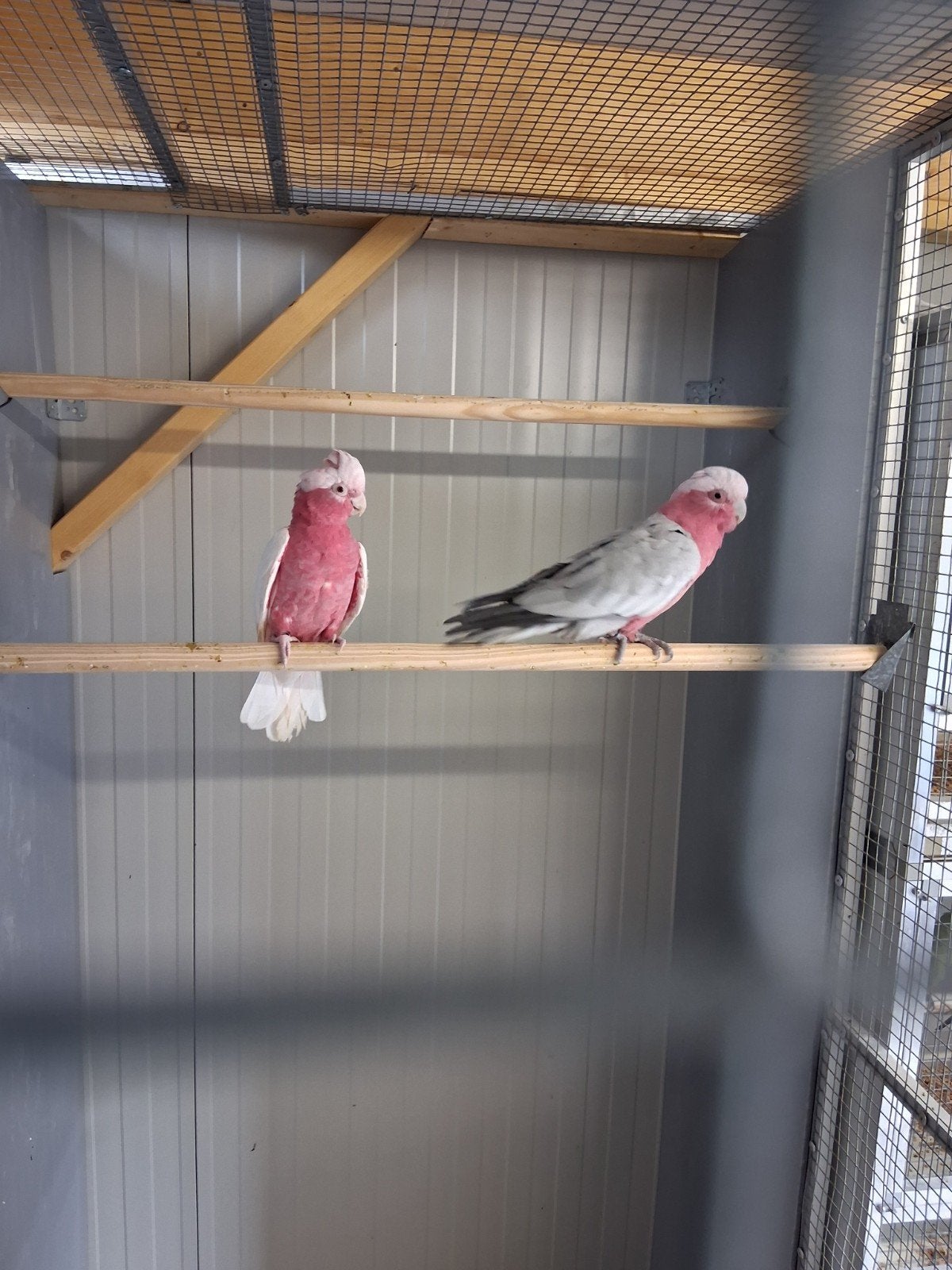 mooi koppel rose kakatoe man split pop lutino, Meerdere dieren, Parkiet