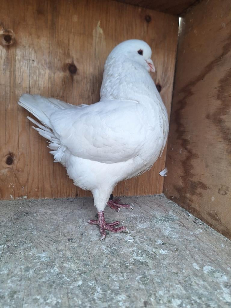 Kingduif kingduiven witte Doffer tt waardig kwaliteit, Dieren en Toebehoren, Vogels | Duiven, Mannelijk, Postduif
