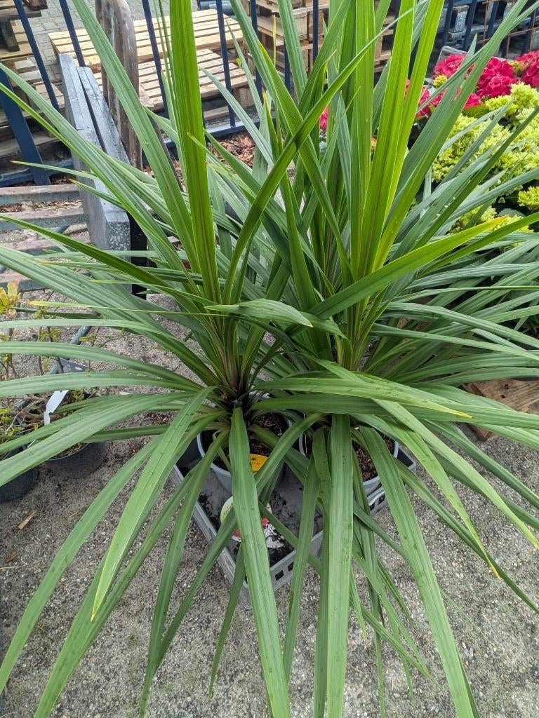Cordyline indivisa ‘Peko’ – Tropische blikvanger (nog 4), Tuin en Terras, Planten | Tuinplanten, Ophalen, Vaste plant, Siergrassen