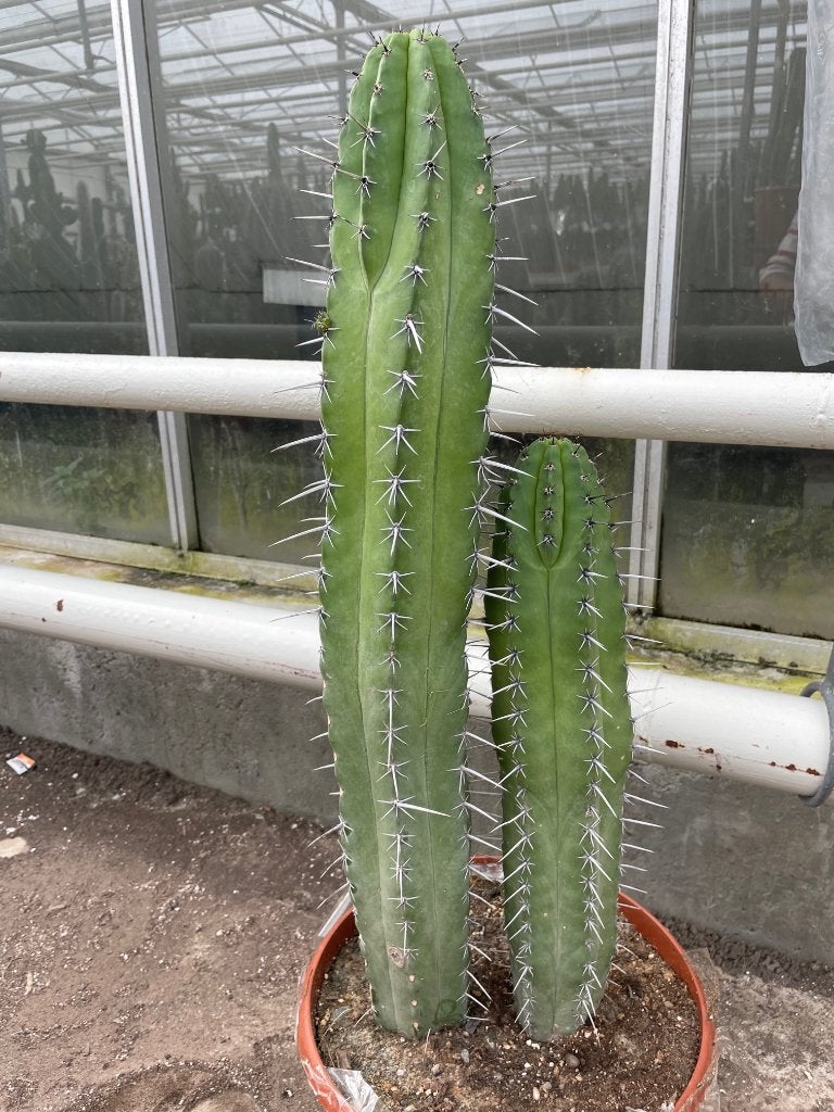 Cactus Polaskia ChiChipe vertakt  75-78 hoog. Pot 30 cm  , Ophalen of Verzenden, Minder dan 100 cm, Bloeiende kamerplant, Volle zon