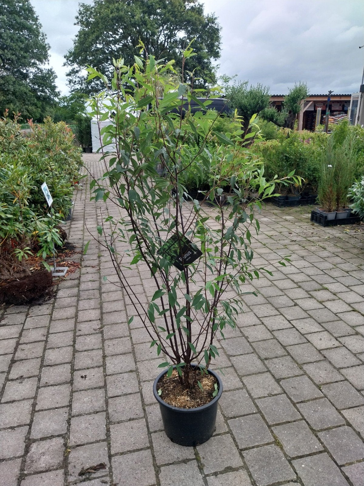 Prunus Serrula - Sierkers 175-200 cm, Ophalen, Siergrassen