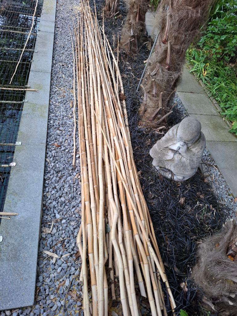 Bamboe stokken, Tuin en Terras, Ophalen, Nieuw, 250 cm of meer, Overige typen