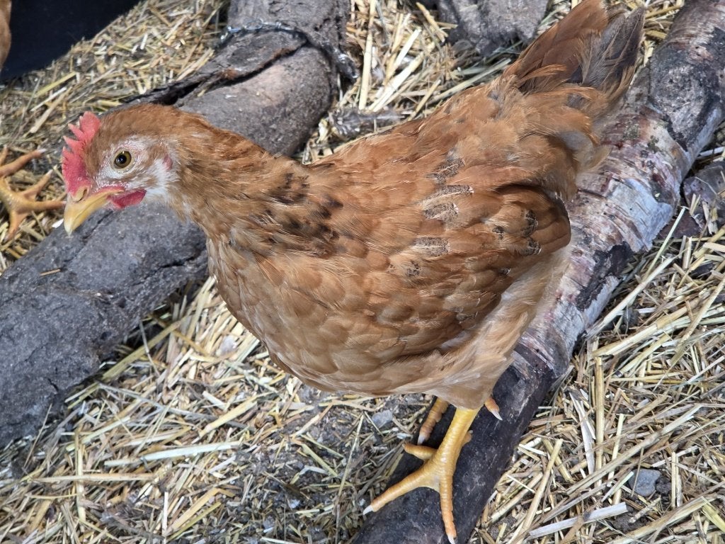 Golden Comet kippen, Dieren en Toebehoren, Meerdere dieren, Kip