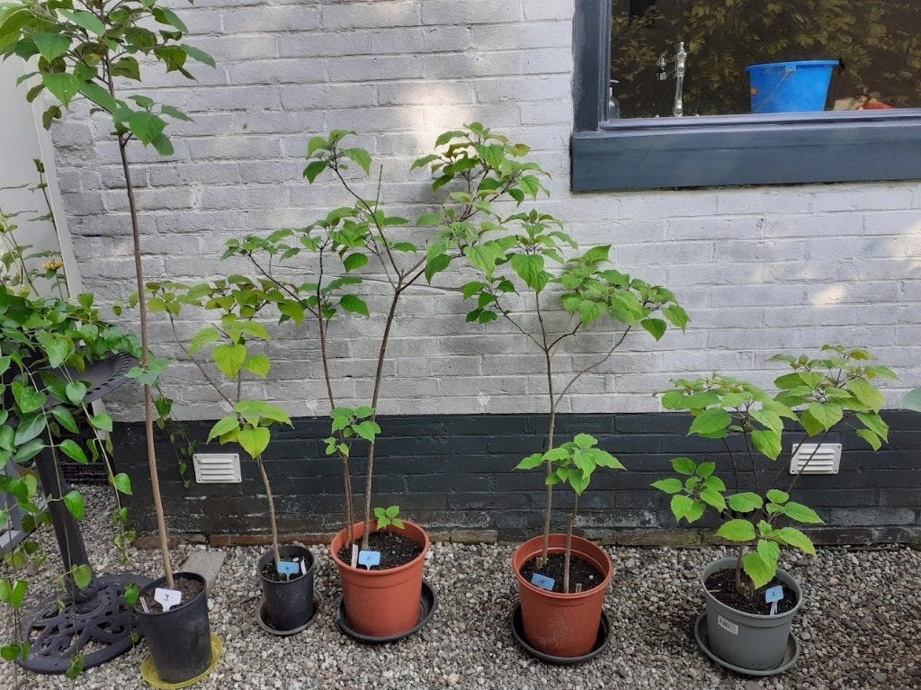 De pindakaasboom, Clerodendrum trichotomum, Overige soorten, Volle zon, Vaste plant, Ophalen of Verzenden