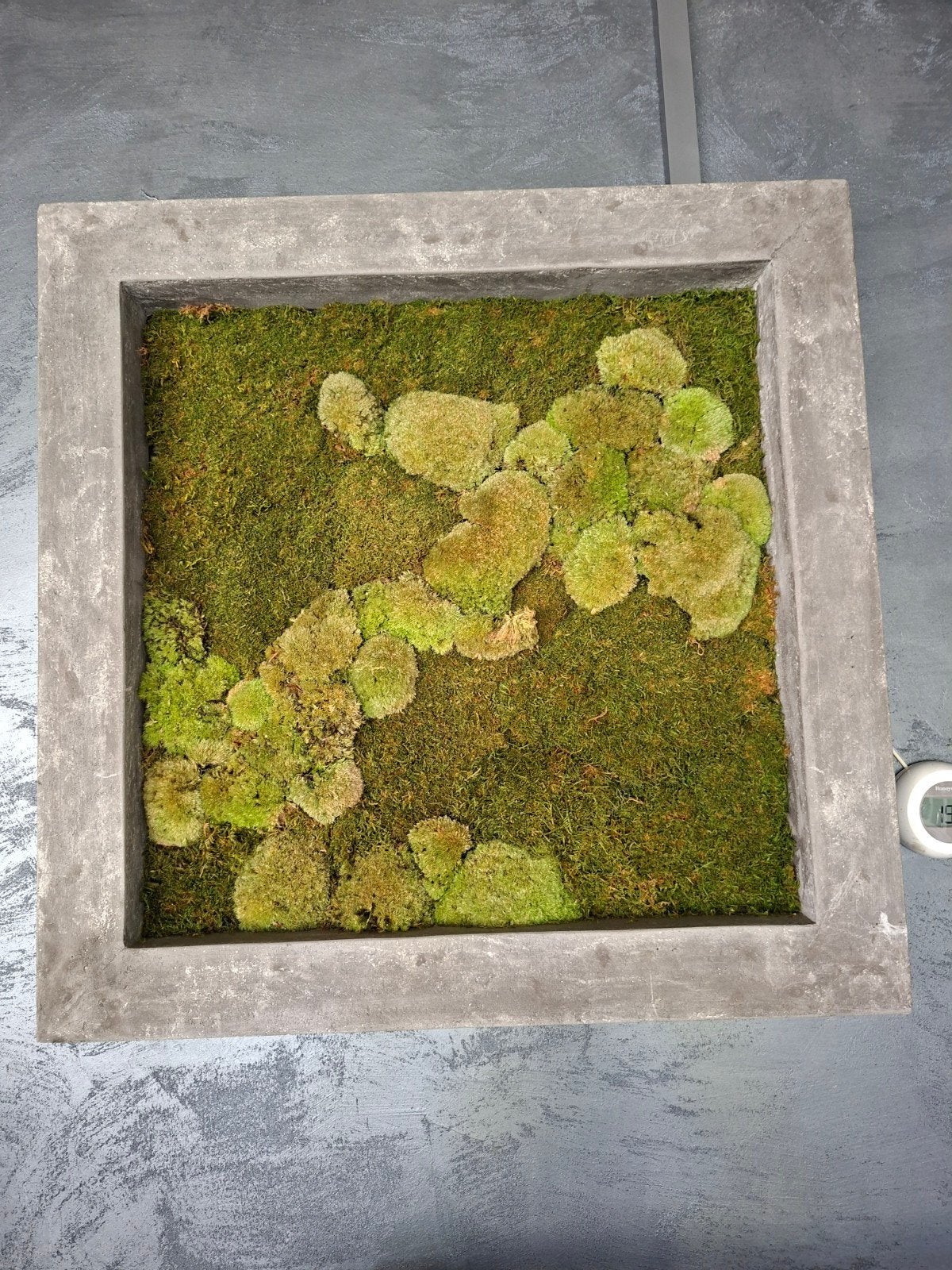 Schilderij van mos, Antiek en Kunst, Ophalen